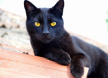 Animal pet fur portrait Photo