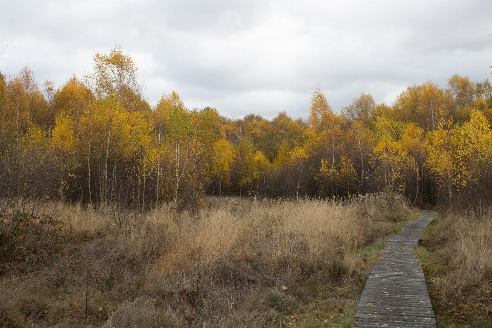 Landscape tree nature forest