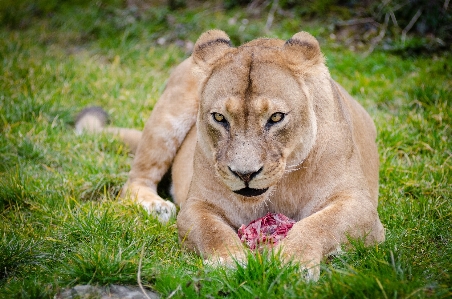 Nature grass blur animal Photo