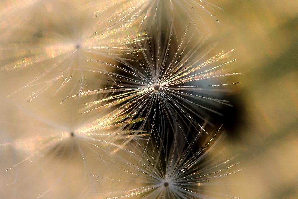 Nature plant photography dandelion