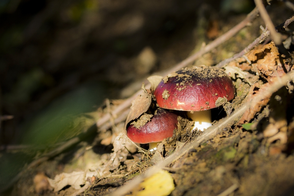 Natura las oddział fotografia