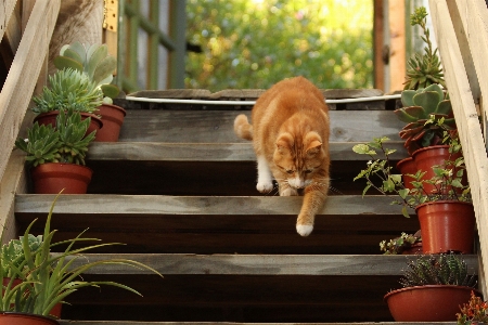 Walking cute steps pet Photo