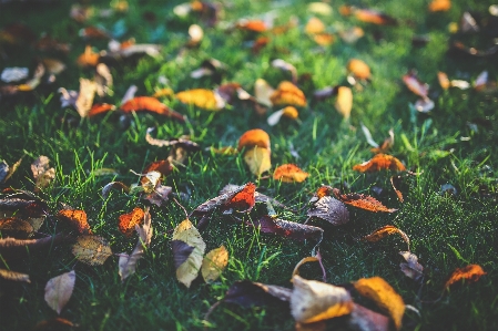 Leaf fall flower pond Photo