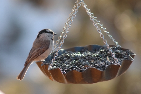 Branch bird fauna twig Photo