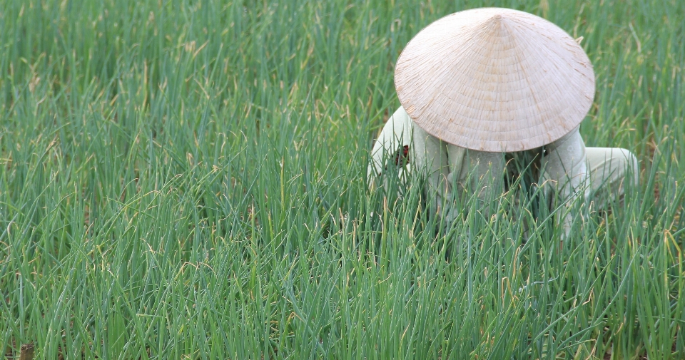 Rumput tanaman bidang halaman