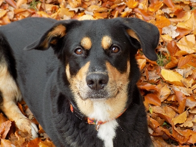 Foto Filhote de cachorro fêmea bicho estimação