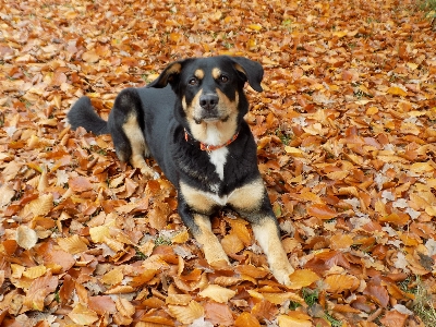 Foto Filhote de cachorro fêmea bicho estimação