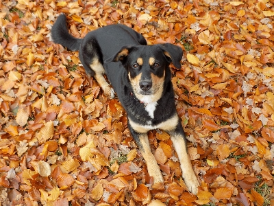 Foto Filhote de cachorro fêmea bicho estimação