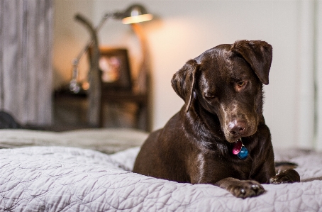 Beyaz köpek yavrusu hayvan Fotoğraf