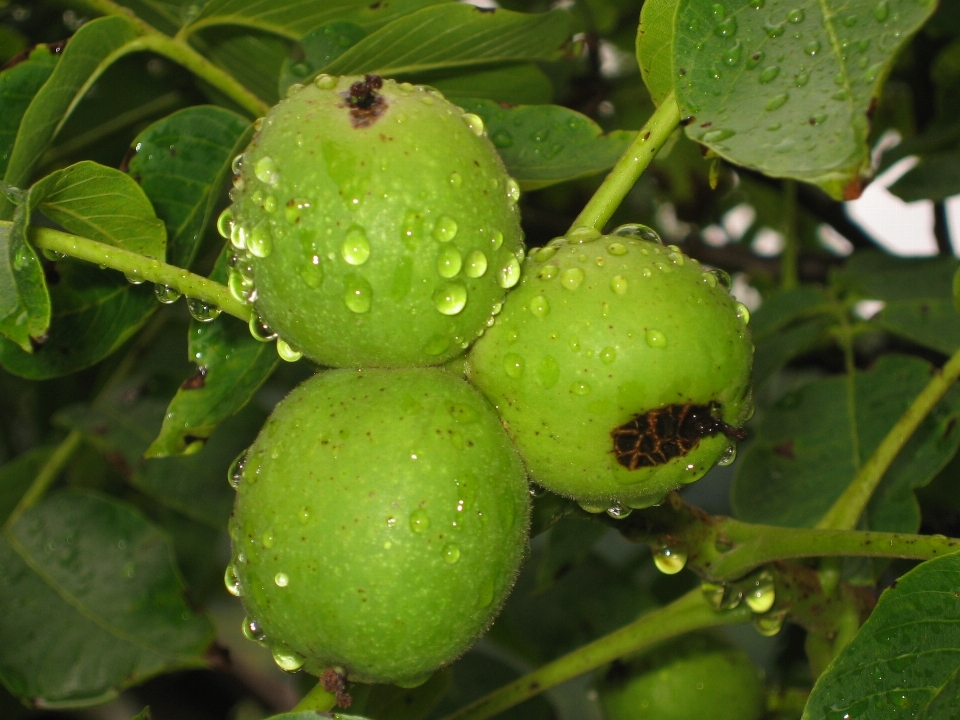 Agua planta fruta baya