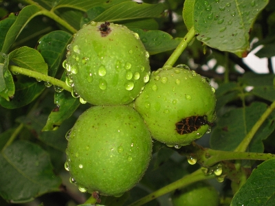 水 植物 フルーツ ベリー 写真