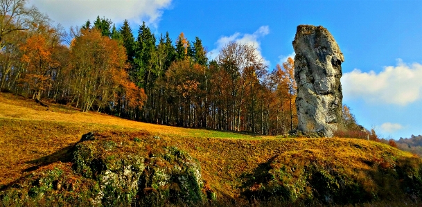 Landscape tree nature forest Photo