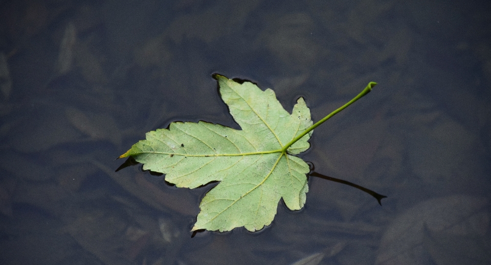 Albero acqua natura ramo