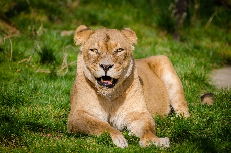 草 動物 野生動物 動物園 写真