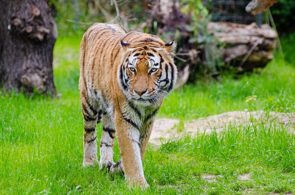 Grass blur animal wildlife