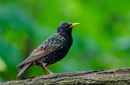 自然 鳥 動物 野生動物 写真