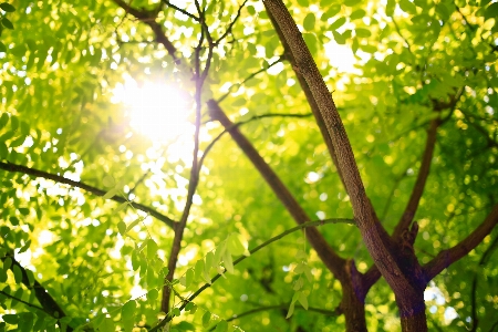 Foto Pohon alam hutan rumput