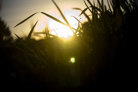 Grass light sun sunset Photo