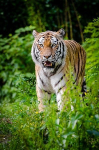 Nature wilderness blur animal Photo