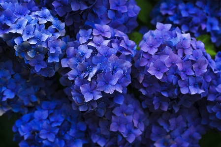 Blossom plant flower petal Photo