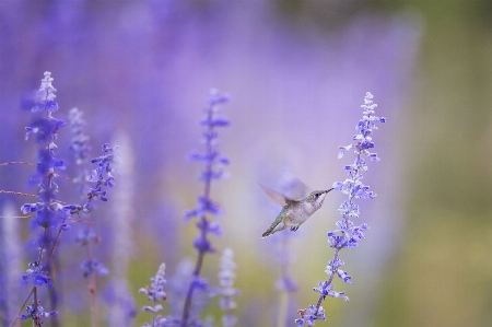 自然 草 花 鳥 写真