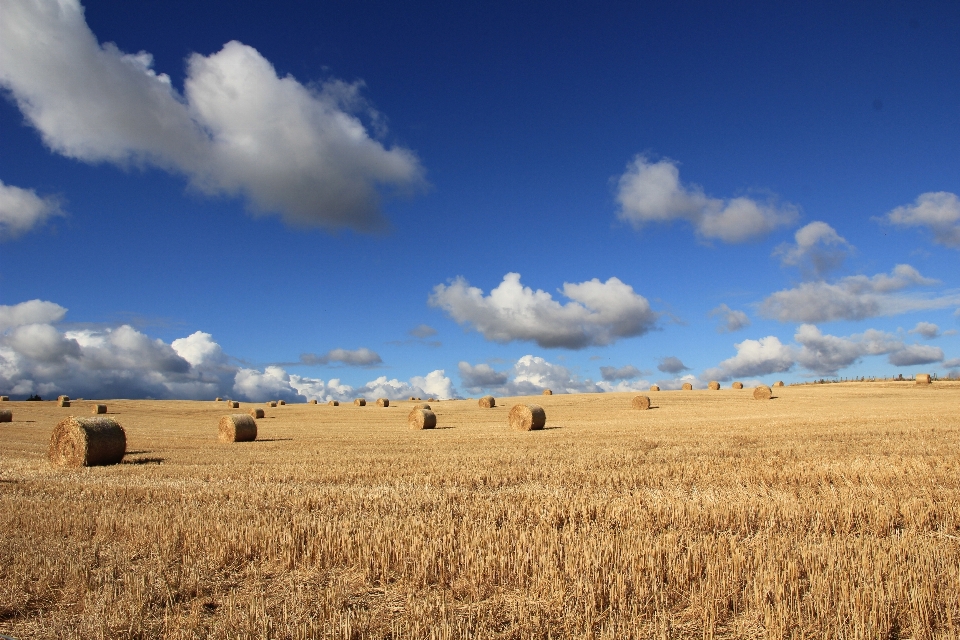 Landscape horizon cloud plant