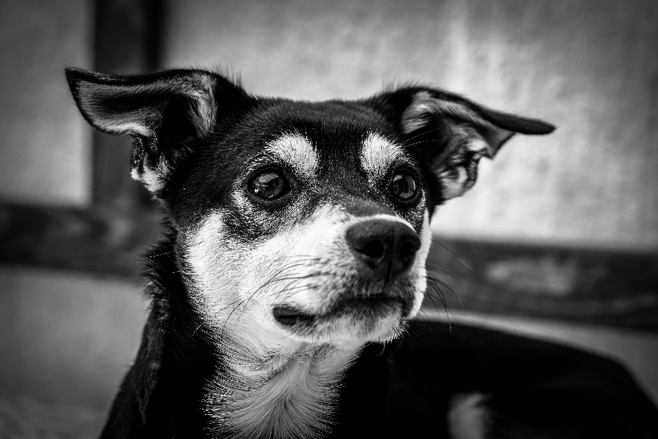 Bianco e nero
 fotografia cucciolo