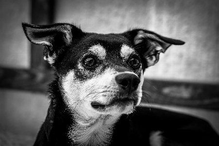 Foto Bianco e nero
 fotografia cucciolo