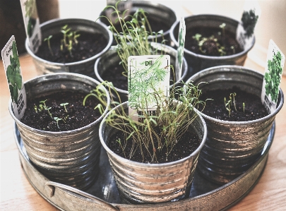 植物 葉 花 食べ物 写真