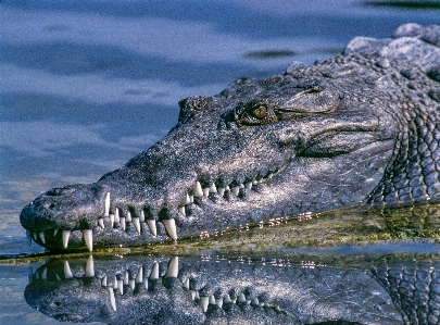 Foto Acqua natura pantano selvaggia
