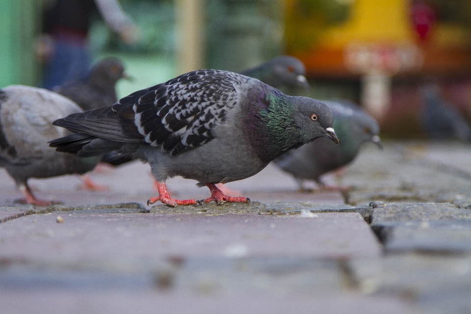 Pájaro fauna silvestre pico