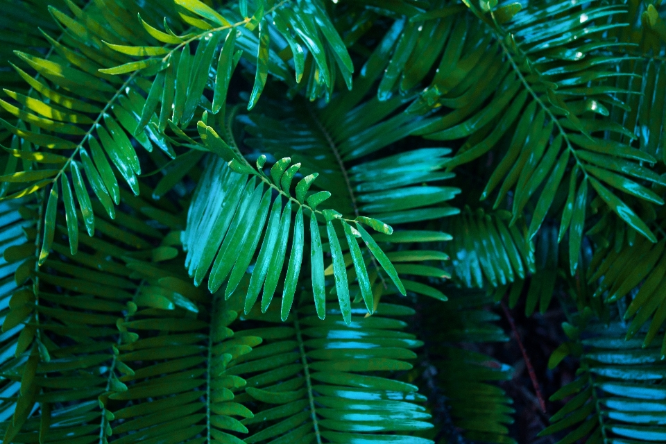 Pohon hutan cabang tanaman