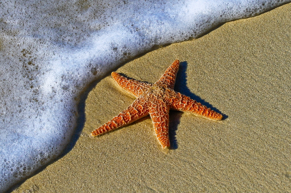 Beach coast water nature