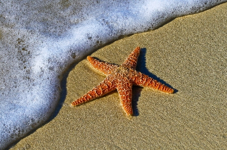 Beach coast water nature Photo