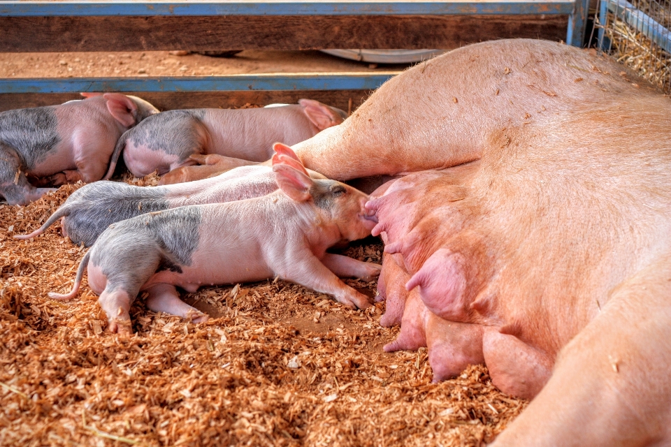 Agriculture mammifère fauna porcelet
