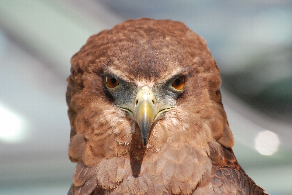 Oiseau aile animal faune