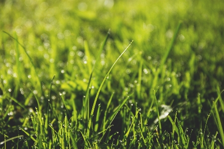 Grass dew blur plant Photo