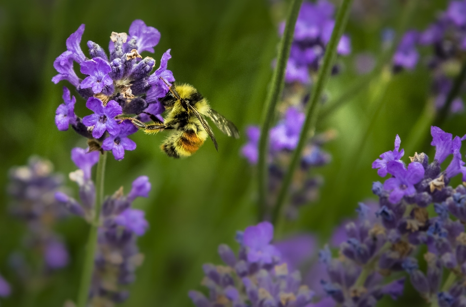 Natur blüte anlage wiese
