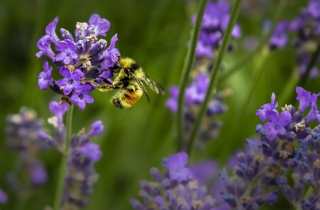 Nature blossom plant meadow Photo