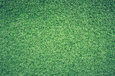 Grass plant field lawn Photo