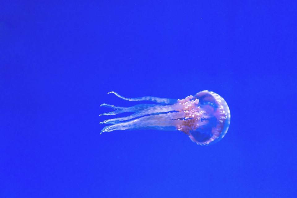 Underwater biology jellyfish blue