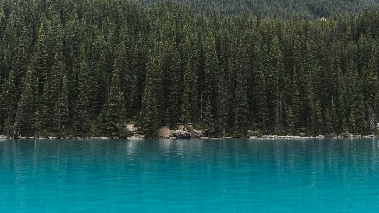 景观 树 水 森林 照片