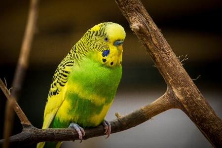 Branch bird animal wildlife Photo