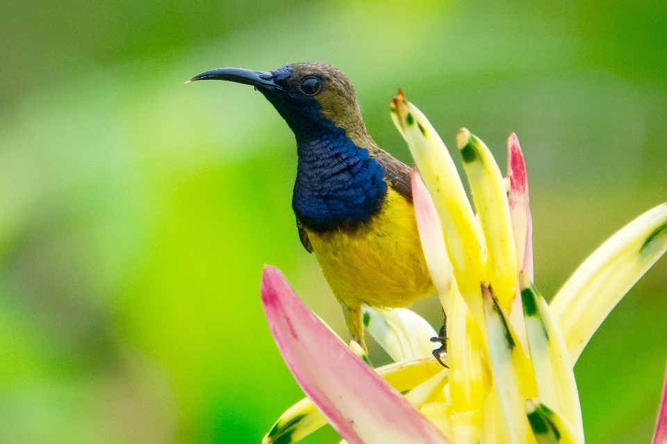 Nature bird flower animal