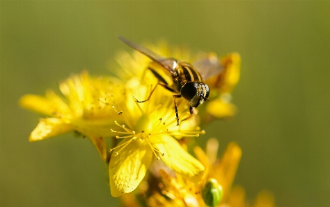 Nature blossom blur photography Photo