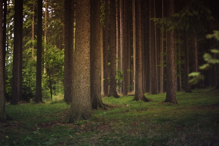 Tree nature forest wilderness Photo