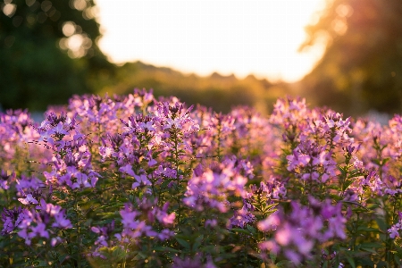 Nature grass blossom plant Photo