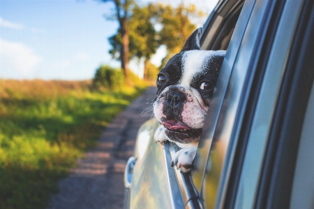 Grass car window dog Photo