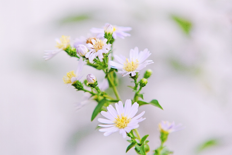 Nature branch blossom plant