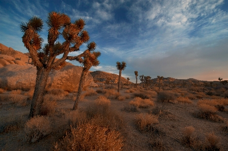 Landscape tree nature sand Photo